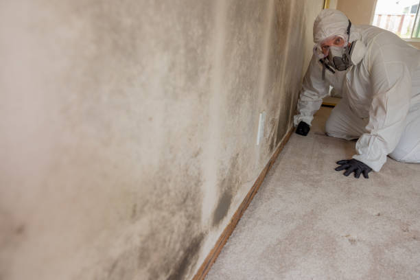Best Environmental Consulting for Mold Prevention  in Brownsburg, IN